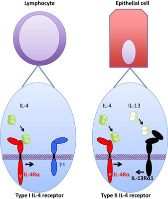 Tuning the Cytokine Responses: An Update on Interleukin (IL)-4 and IL-13 Receptor Complexes